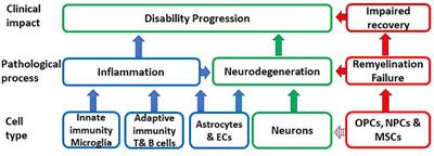 Aging, Cellular Senescence, and Progressive Multiple Sclerosis